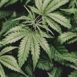 Gobierno del Estado informa sobre proceso de vacunación contra el COVID-19 en Valles Centrales