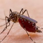 Pluralidad legislativa más productiva que mayoriteo; Senado de la República