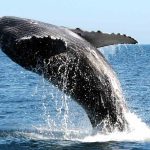 UNAM lanza convocatoria para la Beca de Movilidad Internacional