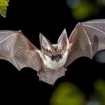 El papa alaba el firme compromiso de Jimmy Carter a favor de la paz y los más necesitados